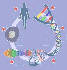 genoma1